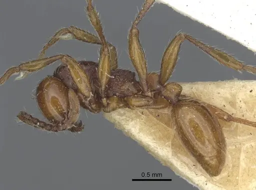 Aenictus punensis specimen CASENT0916863 image casent0916863_3