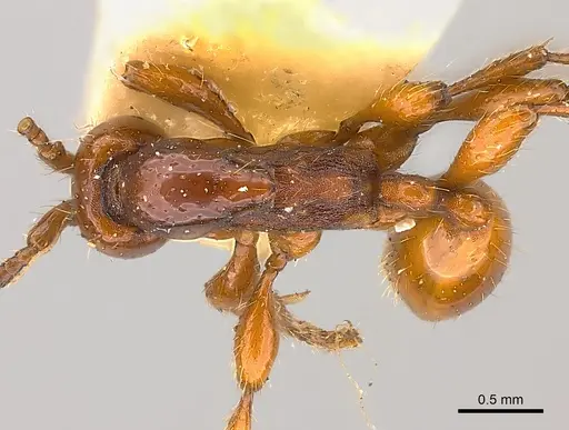 Aenictus rabori specimen CASENT0217384 image casent0217384_1