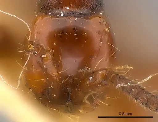 Aenictus rabori specimen CASENT0217384 image casent0217384_2