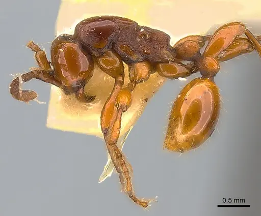 Aenictus rabori specimen CASENT0217384 image casent0217384_3