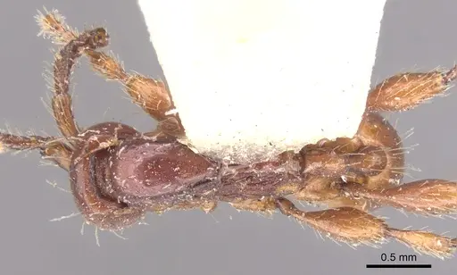 Aenictus rabori specimen CASENT0902680 image casent0902680_1
