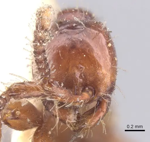 Aenictus rabori specimen CASENT0902680 image casent0902680_2