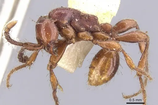 Aenictus rabori specimen CASENT0902680 image casent0902680_3