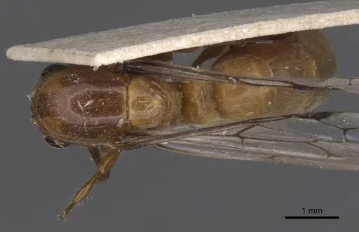 Aenictus raptor specimen RMCAENT000017714 image rmcaent000017714_1