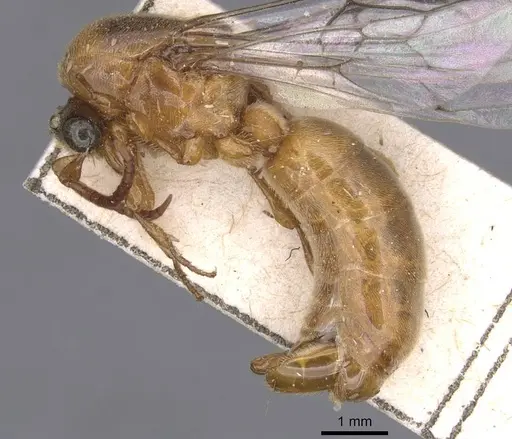 Aenictus raptor specimen RMCAENT000017714 image rmcaent000017714_3