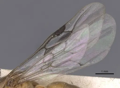 Aenictus raptor specimen RMCAENT000017714 image rmcaent000017714_4