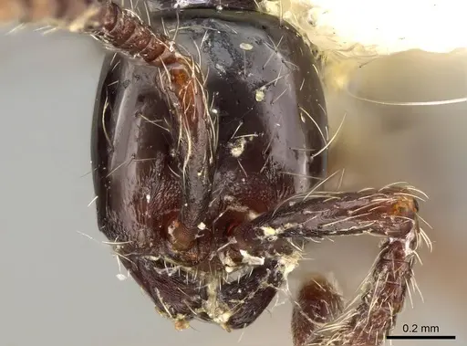 Aenictus reyesi specimen CASENT0217385 image casent0217385_1