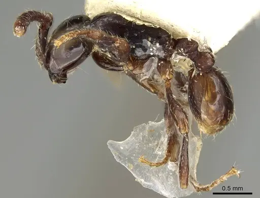 Aenictus reyesi specimen CASENT0217385 image casent0217385_3