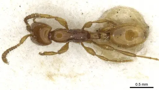 Aenictus rhodiensis specimen CASENT0911367 image casent0911367_1