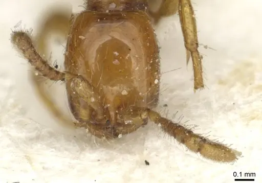 Aenictus rhodiensis specimen CASENT0911367 image casent0911367_2