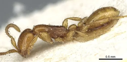Aenictus rhodiensis specimen CASENT0911367 image casent0911367_3