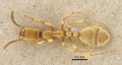 Aenictus rhodiensis specimen CASENT0917362 image casent0917362_1