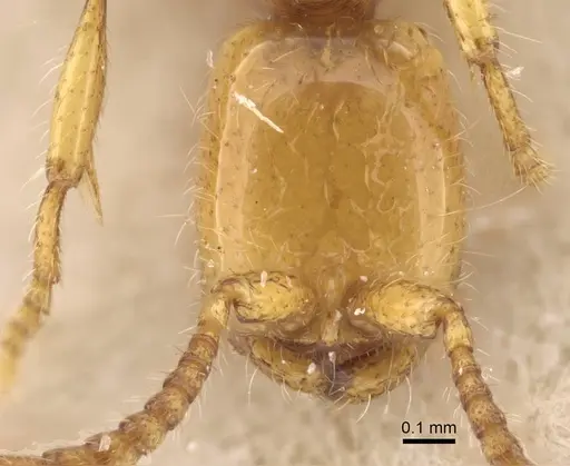 Aenictus rhodiensis specimen CASENT0917362 image casent0917362_2