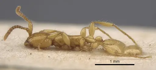 Aenictus rhodiensis specimen CASENT0917362 image casent0917362_4
