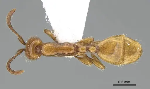Aenictus rhodiensis specimen CASENT0922685 image casent0922685_1