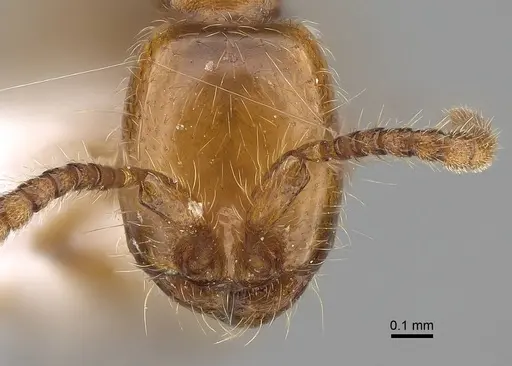 Aenictus rhodiensis specimen CASENT0922685 image casent0922685_2