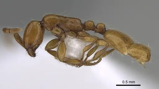Aenictus rhodiensis specimen CASENT0922685 image casent0922685_3