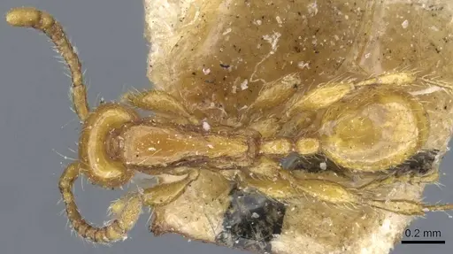 Aenictus rixator specimen CASENT0907030 image casent0907030_1