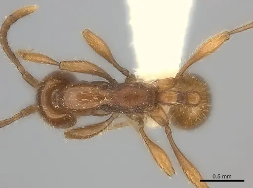 Aenictus rotundatus specimen CASENT0217160 image casent0217160_1