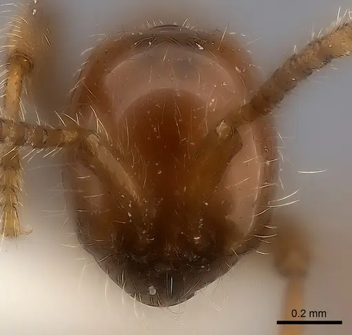 Aenictus rotundatus specimen CASENT0217160 image casent0217160_2