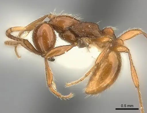 Aenictus rotundatus specimen CASENT0217160 image casent0217160_3