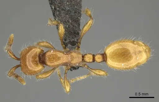 Aenictus rotundatus specimen CASENT0235823 image casent0235823_1