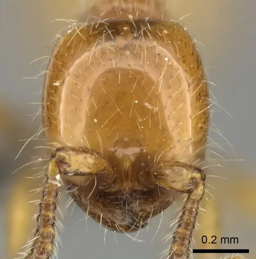 Aenictus rotundatus specimen CASENT0235823 image casent0235823_2