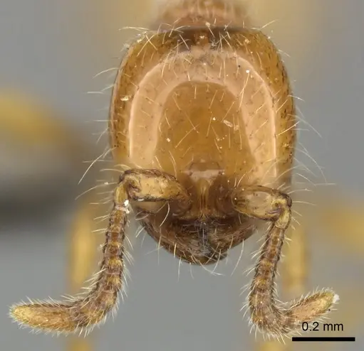 Aenictus rotundatus specimen CASENT0235823 image casent0235823_3