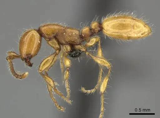 Aenictus rotundatus specimen CASENT0235823 image casent0235823_4