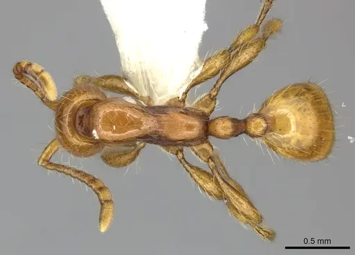 Aenictus rotundatus specimen CASENT0249284 image casent0249284_1