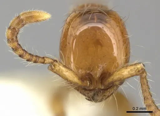 Aenictus rotundatus specimen CASENT0249284 image casent0249284_2