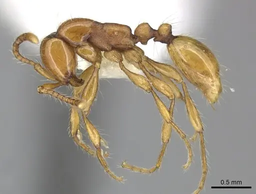 Aenictus rotundatus specimen CASENT0249284 image casent0249284_3