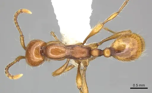 Aenictus rotundatus specimen CASENT0249285 image casent0249285_1