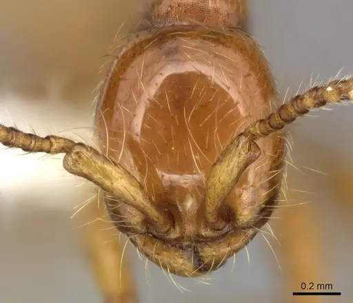 Aenictus rotundatus specimen CASENT0249285 image casent0249285_2