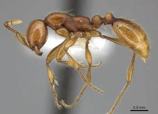 Aenictus rotundatus specimen CASENT0249285 image casent0249285_3
