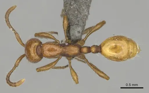Aenictus rotundatus specimen CASENT0252024 image casent0252024_1