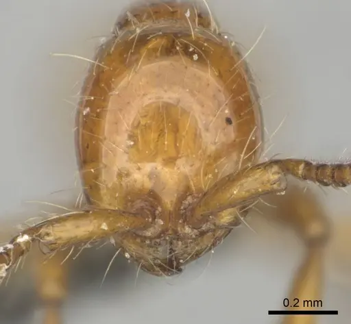 Aenictus rotundatus specimen CASENT0252024 image casent0252024_2