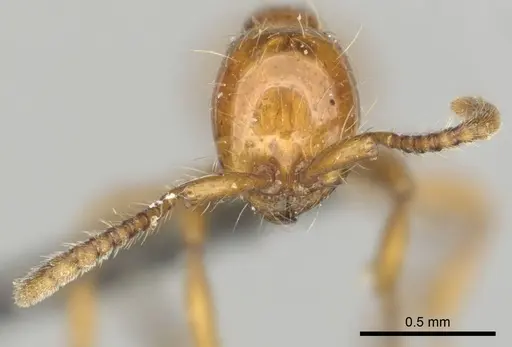 Aenictus rotundatus specimen CASENT0252024 image casent0252024_3