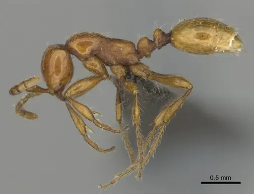 Aenictus rotundatus specimen CASENT0252024 image casent0252024_4