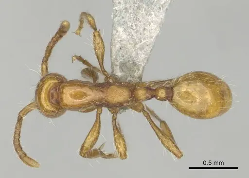 Aenictus rotundatus specimen CASENT0252029 image casent0252029_1
