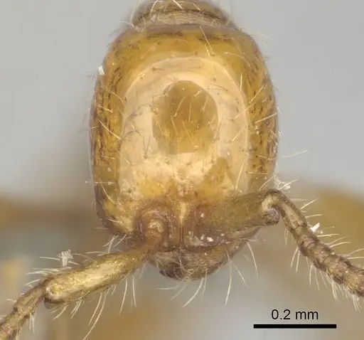 Aenictus rotundatus specimen CASENT0252029 image casent0252029_2