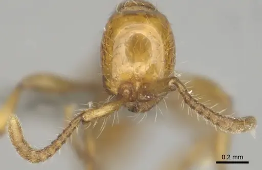 Aenictus rotundatus specimen CASENT0252029 image casent0252029_3