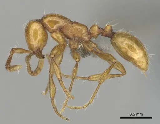 Aenictus rotundatus specimen CASENT0252029 image casent0252029_4