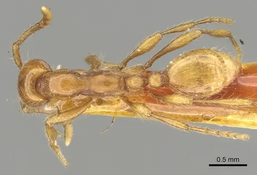 Aenictus rotundatus specimen CASENT0902687 image casent0902687_1