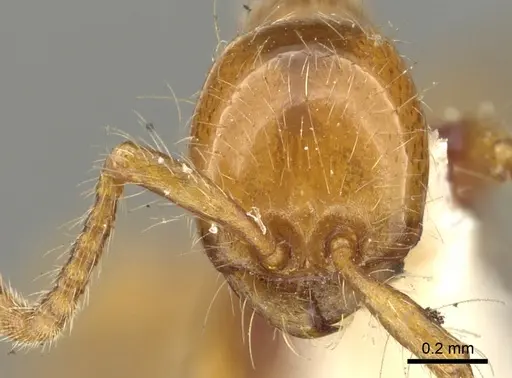 Aenictus rotundatus specimen CASENT0902687 image casent0902687_2