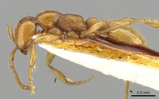Aenictus rotundatus specimen CASENT0902687 image casent0902687_3