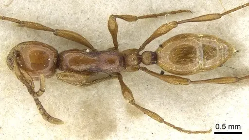 Aenictus rotundatus specimen CASENT0902688 image casent0902688_1
