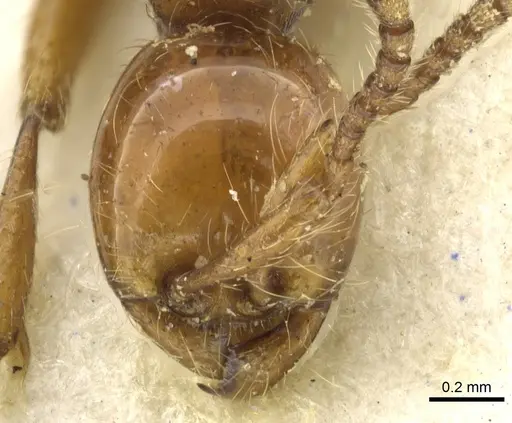 Aenictus rotundatus specimen CASENT0902688 image casent0902688_2