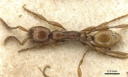 Aenictus rotundatus specimen CASENT0905850 image casent0905850_1
