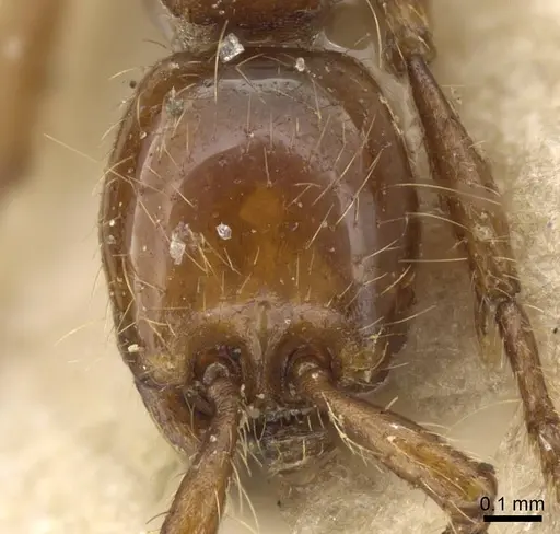 Aenictus rotundatus specimen CASENT0905850 image casent0905850_2